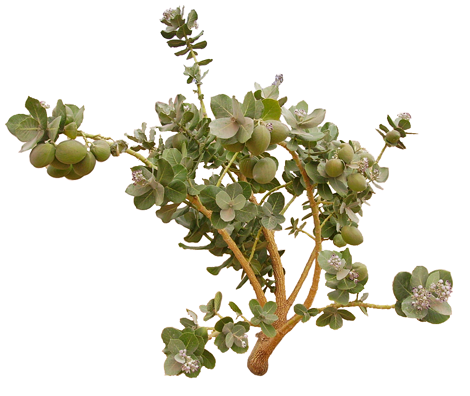 plante du Désert Maroc